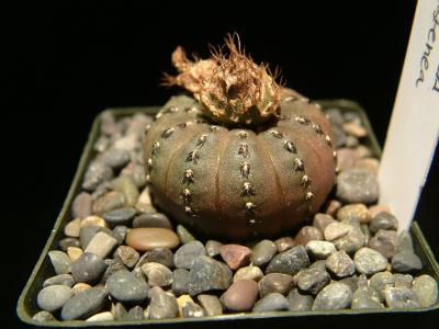 Frailea castanea.JPG