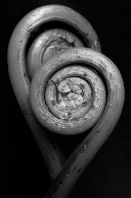 Two Fiddlehead Ferns (B&W)