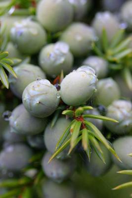 May 7: Juniper after rain