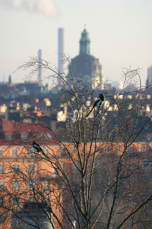 Magpies with a view