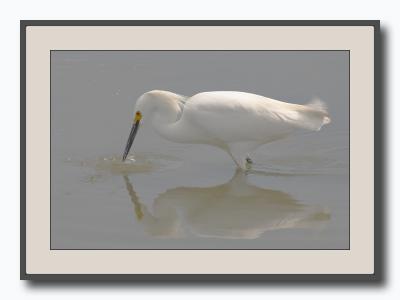 Snowy Egret (2)