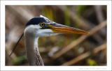 Great Blue Heron - 1