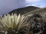 Paramo de la Teta de Niquitao, Frailejones 2, Edo Trujillo