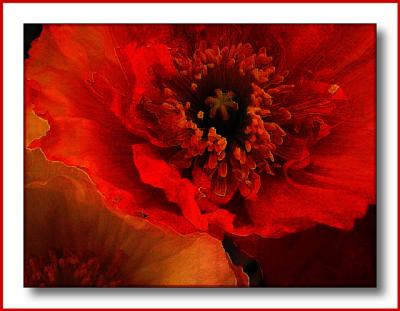 Poppy - photoshop playing