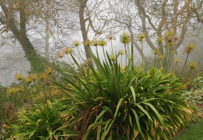 agapanthus in the mist