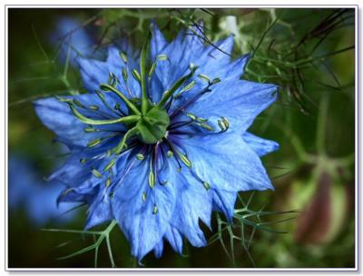 Nigella - Love-in-the-Mist