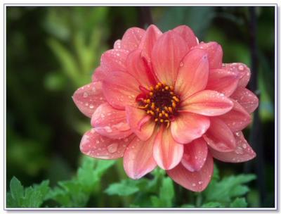 Dahlia