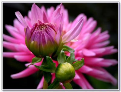 Dahlia