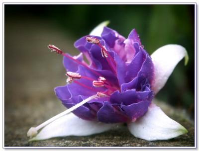 Fuchsia