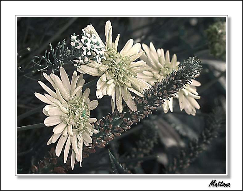 Argyranthemum