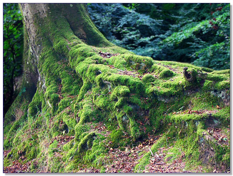 In a Wood Near Exmouth