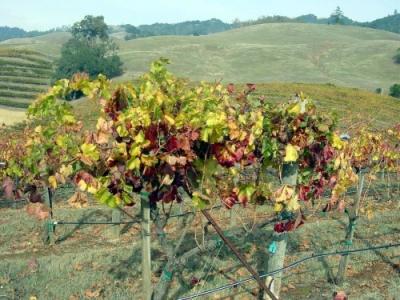 Fall Colors ___ Winery 06.JPG