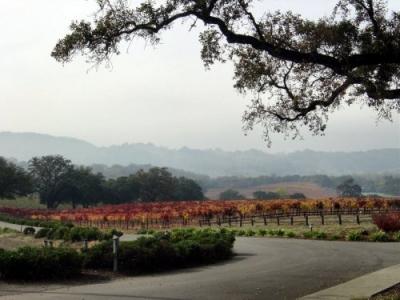 Fall Colors ___ Winery 03.JPG