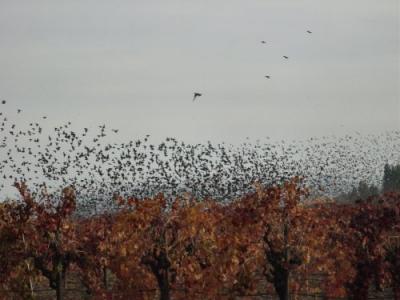 Fall Colors Birds 04.JPG