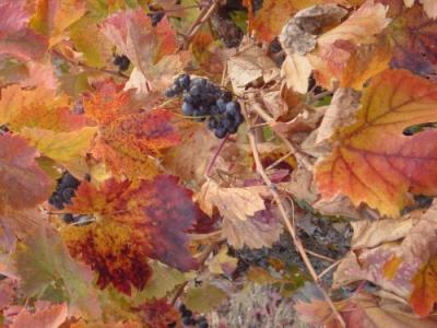 Fall Colors Vines 02.JPG