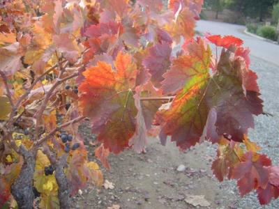 Fall Colors Vines 06.JPG