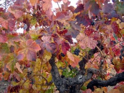 Fall Colors Vines 08.JPG
