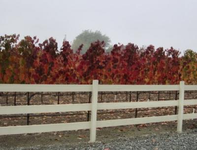 Fall Colors Vinyards 04.JPG