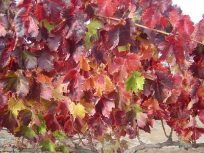 Fall Colors Vinyards 13.JPG