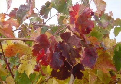 Fall Colors Vinyards 11.JPG