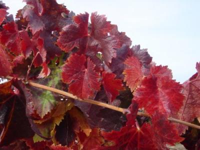 Fall Colors Vinyards 12.JPG