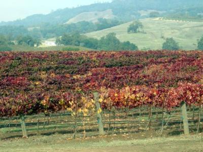 Fall Colors Vinyards 14.JPG