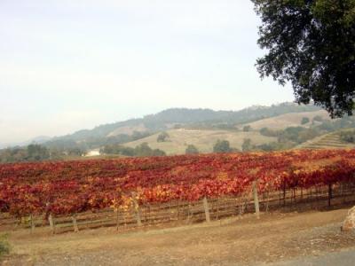 Fall Colors Vinyards 15.JPG