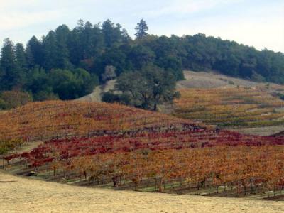 u18/mauimermaid/medium/8262602.FallColorsVinyards16.jpg