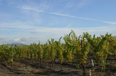 Fall Vinyards near work 06.jpg