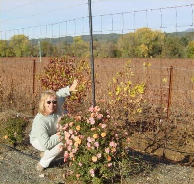 Fall Wine Road Roses 3.jpg