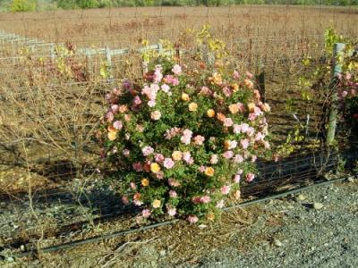 Fall Wine Road Roses 1.JPG