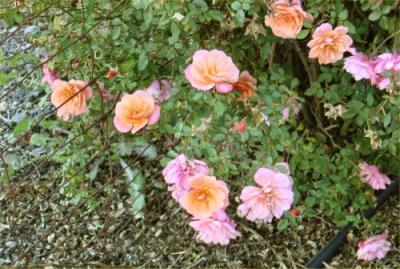 Fall Wine Road Roses 7.jpg