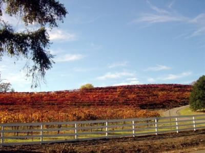 Fall Wine Roads 1.JPG
