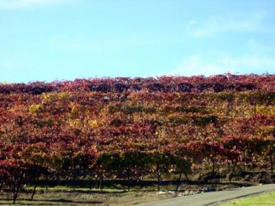 Fall Wine Roads 2.JPG