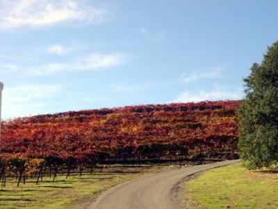 Fall Wine Roads 3.JPG