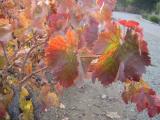 Fall Colors Vines 06.JPG