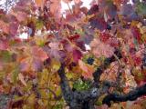 Fall Colors Vines 08.JPG