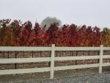 Fall Colors Vinyards 04.JPG