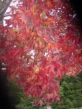 Dsc00161.jpg