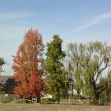 Fall Vinyards near work 01.jpg