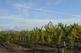 Fall Vinyards near work 06.jpg