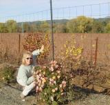 Fall Wine Road Roses 3.jpg