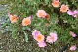 Fall Wine Road Roses 7.jpg