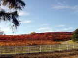 Fall Wine Roads 1.JPG
