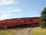 Fall Wine Roads 3.JPG