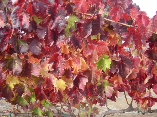 Fall Colors Vinyards 13.JPG