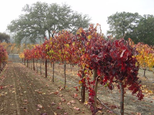 Fall Colors Vinyards 09.JPG