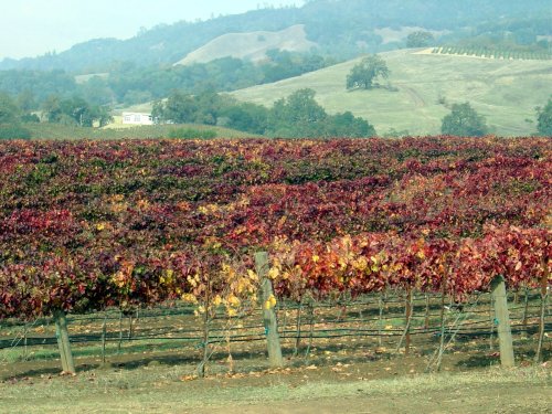 Fall Colors Vinyards 14.JPG