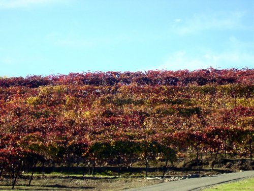 Fall Wine Roads 2.JPG