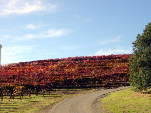 Fall Wine Roads 3.JPG